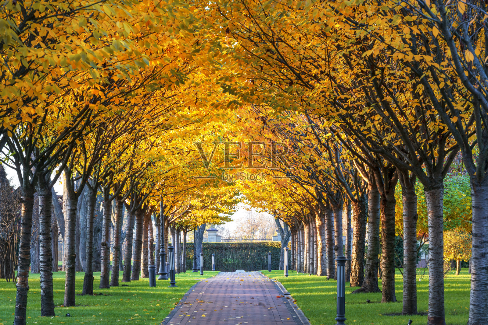 在城市公园的小巷里,秋色斑斓的树木照片摄影图片