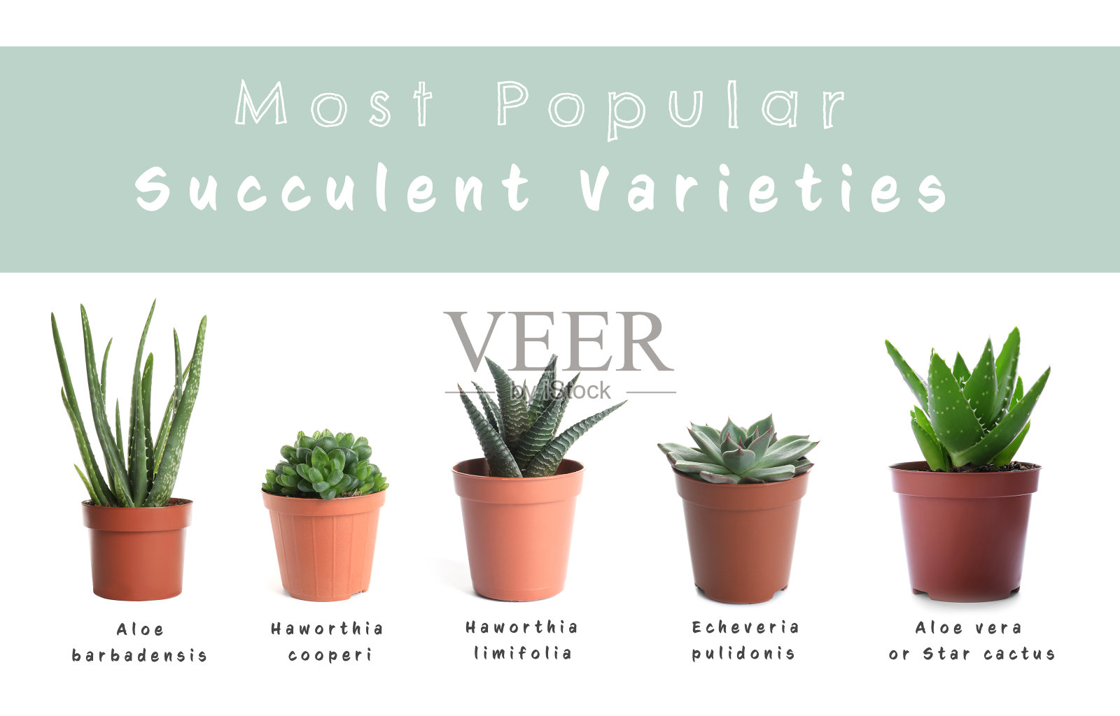 最受欢迎的多肉品种。白色背景上的室内植物和名字照片摄影图片