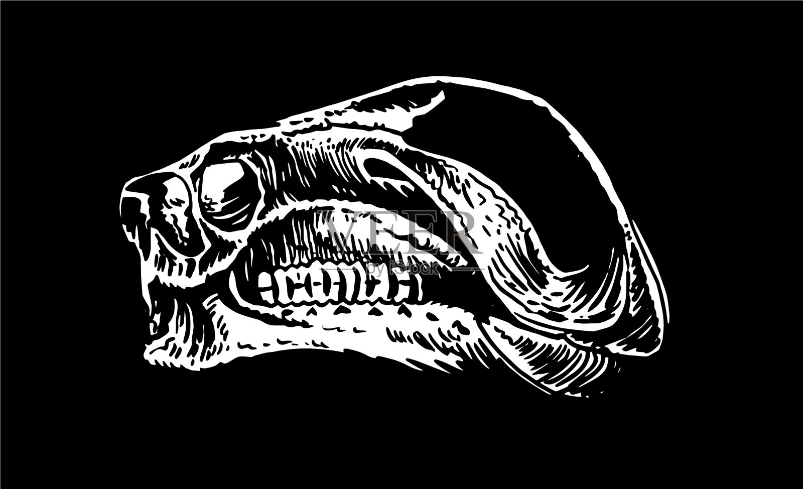 图像3d禽龙头骨孤立在黑色插画图片素材