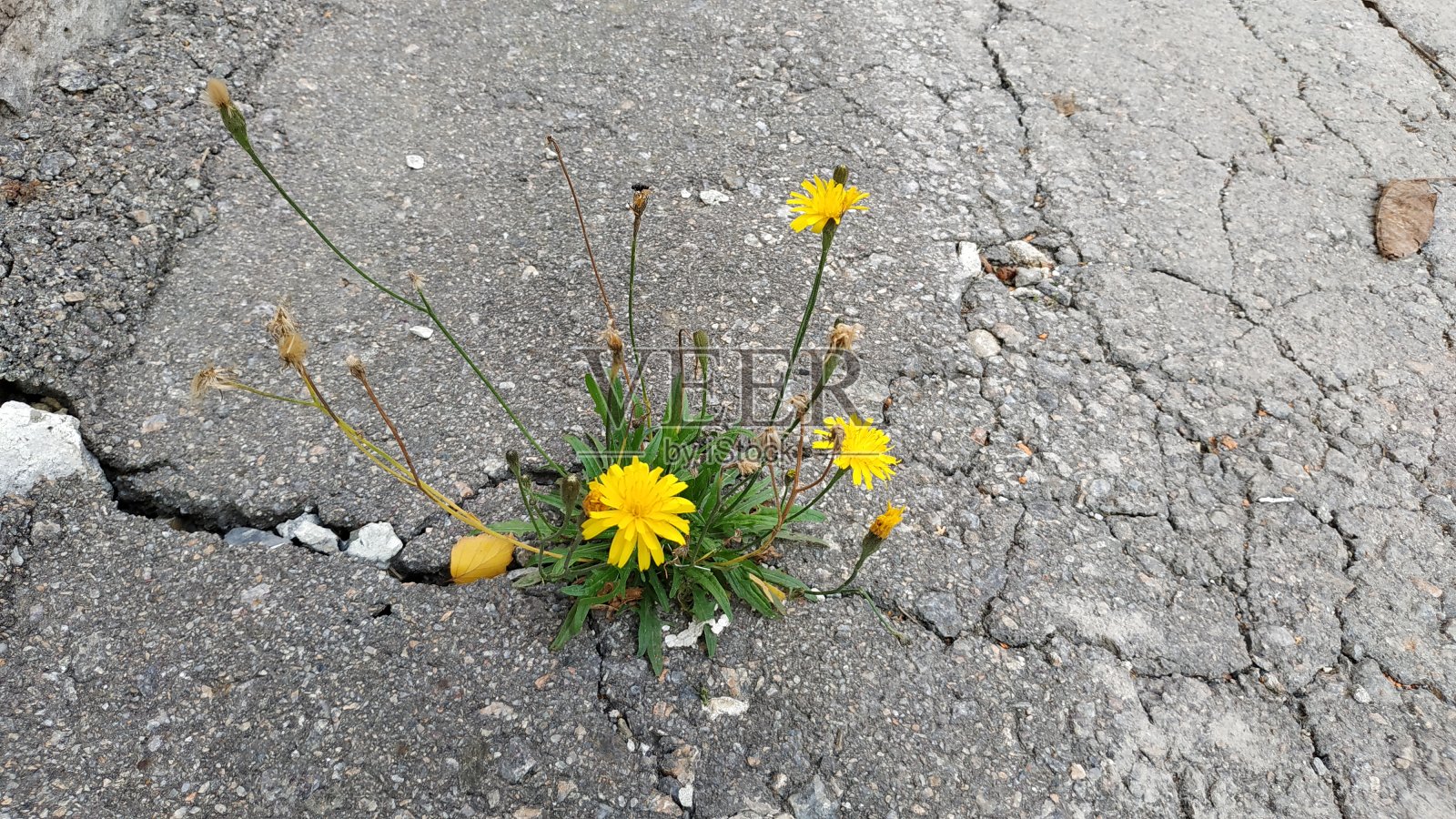 黄花在柏油路上绽放照片摄影图片