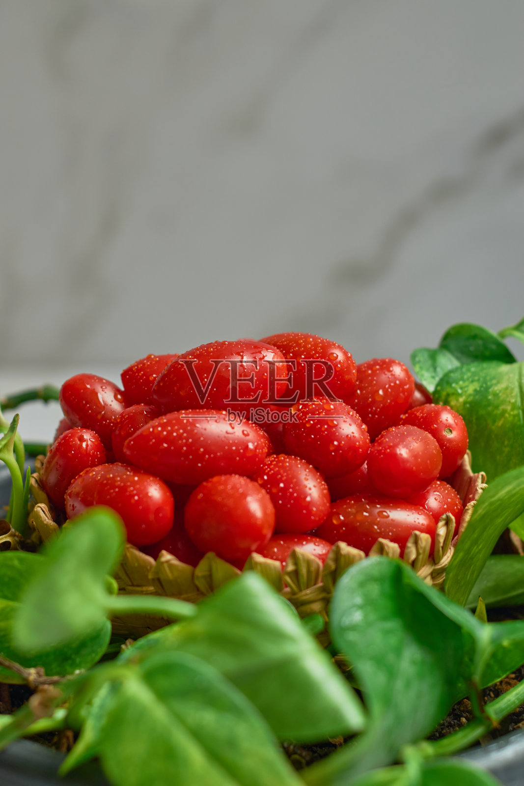 一堆湿樱桃番茄在一个木篮子,新鲜收获。照片摄影图片