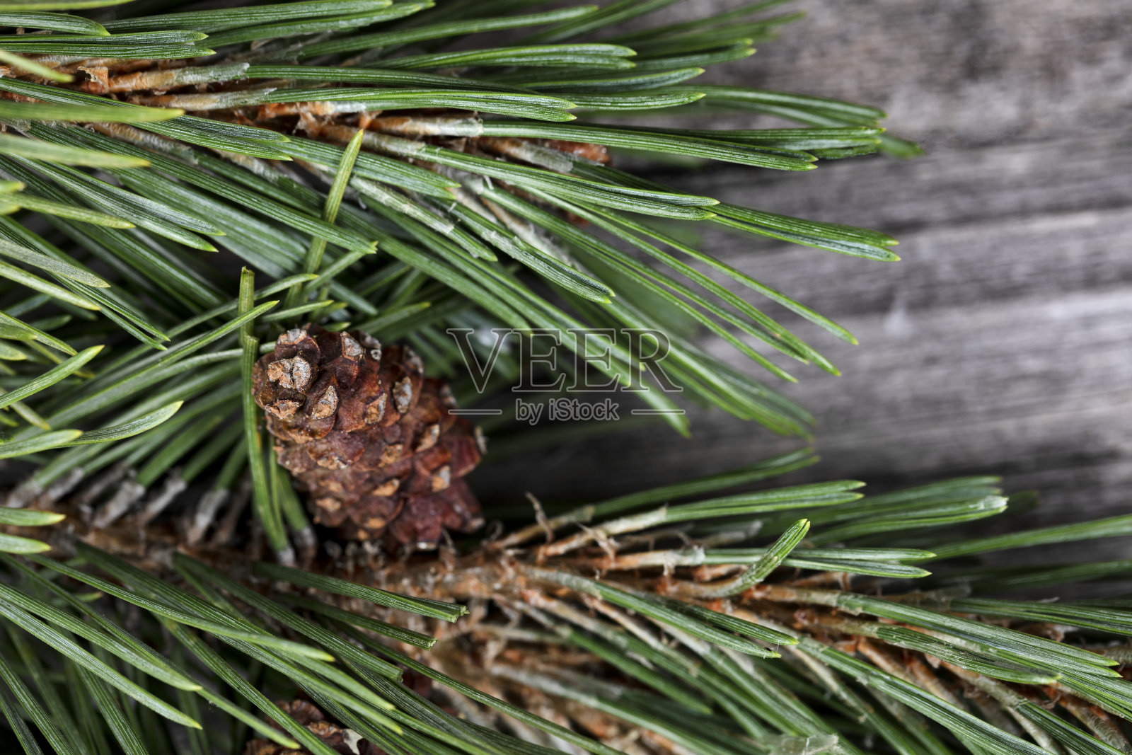 近距离观察一个真正的松果在冷杉树枝为一个快乐的圣诞节或新年节日庆祝概念照片摄影图片