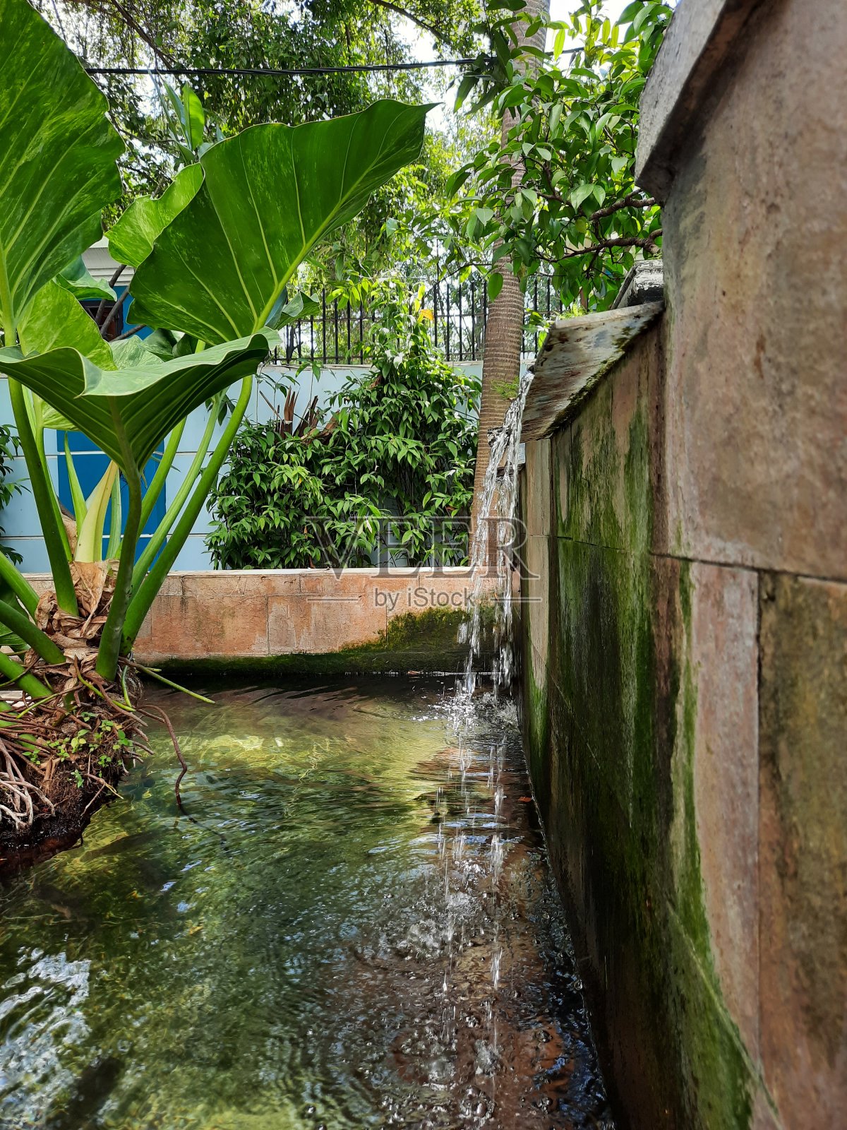 一株芋头,池塘边有很多鱼,池塘边有很多绿色苔藓照片摄影图片