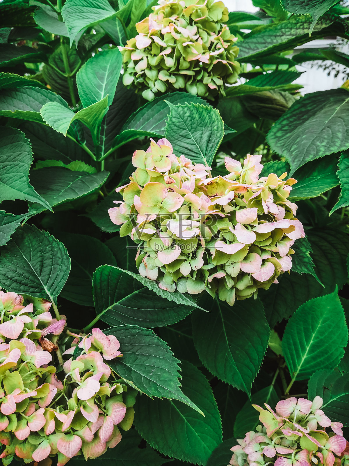 热带植物照片摄影图片