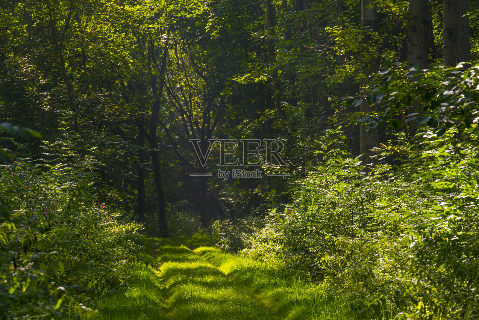 小径在绿色的林地,湿地在明亮的阳光和阴影在夏天照片摄影图片