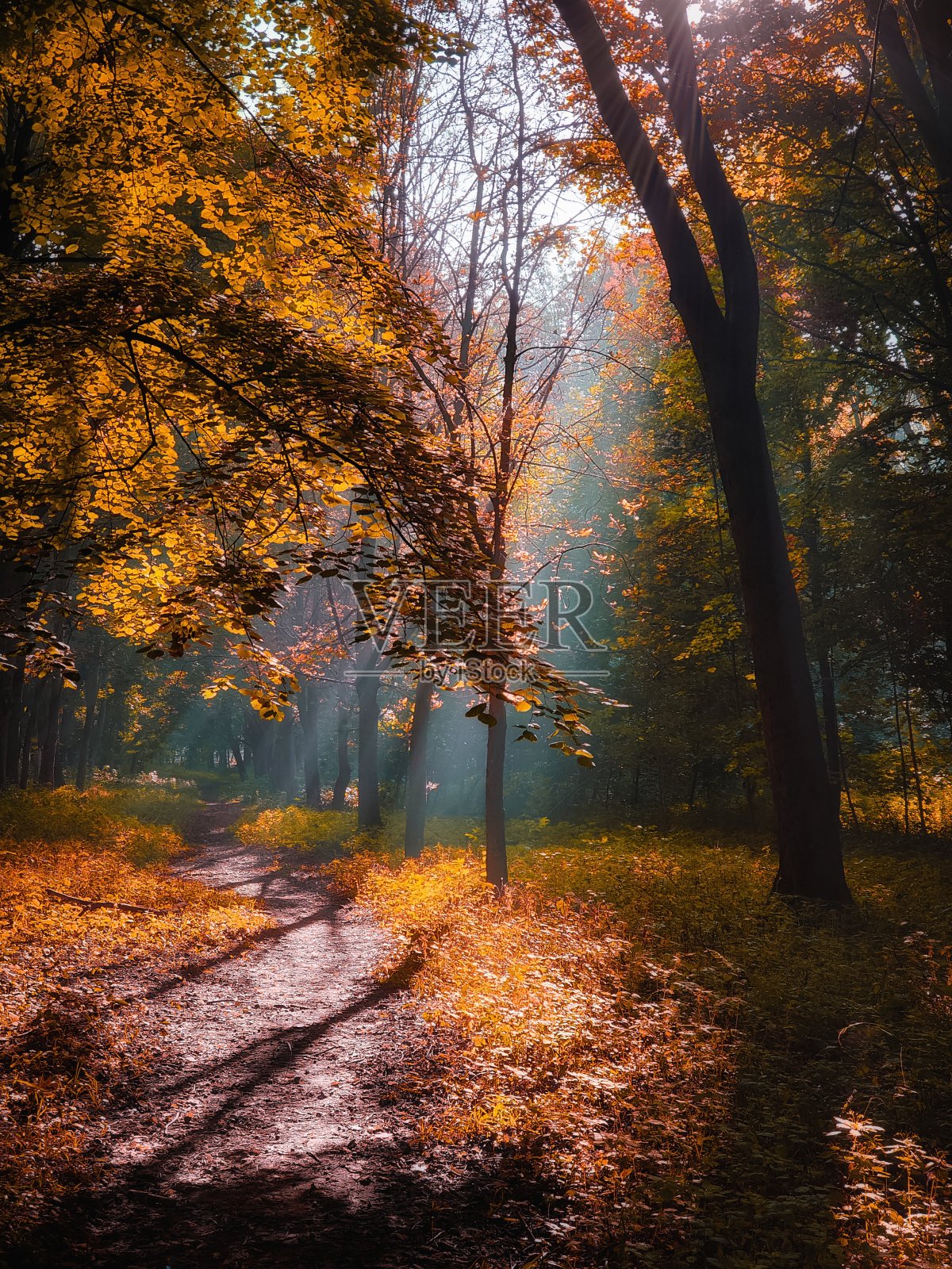 森林里早晨的阳光。大气秋天的风景。照片摄影图片