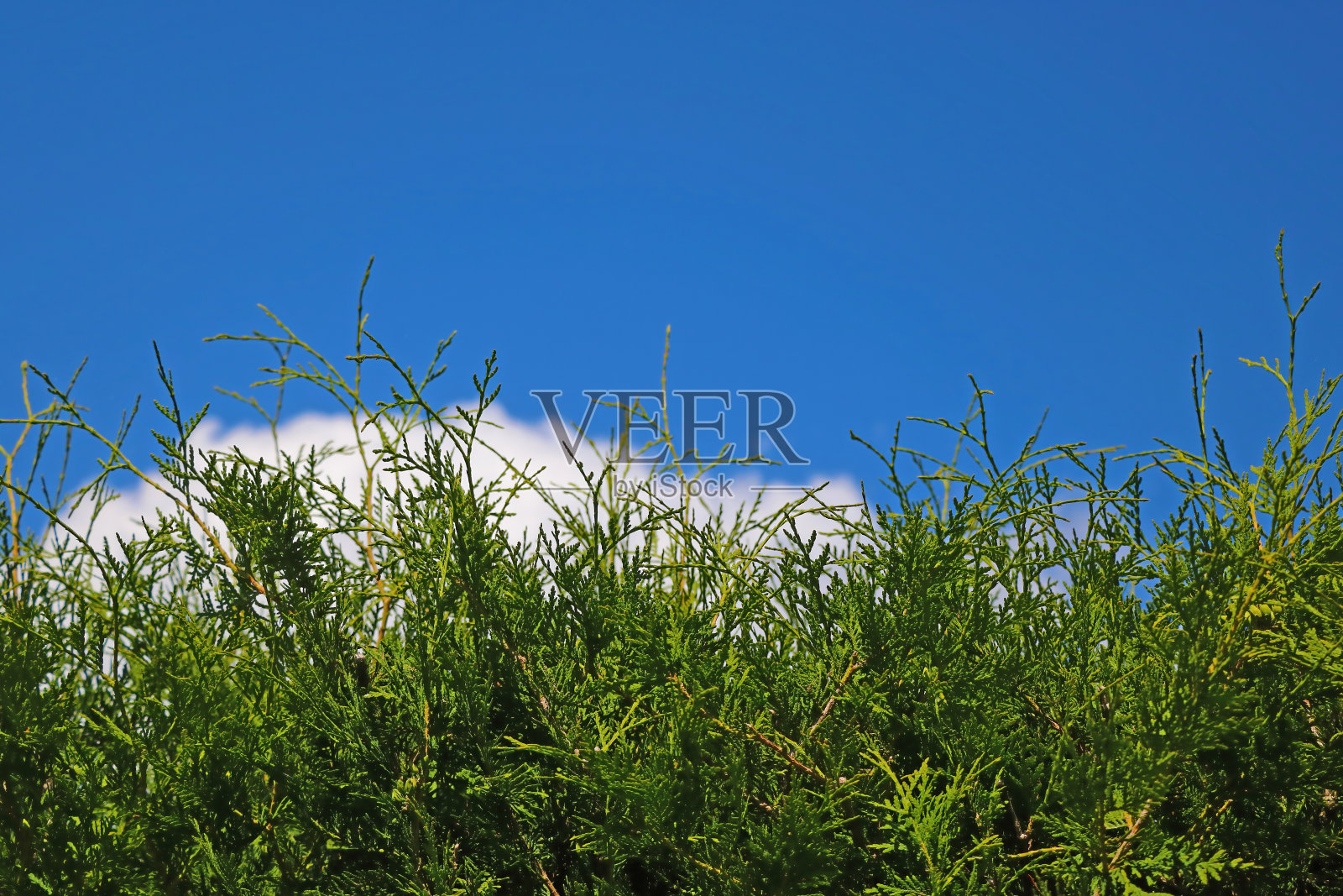 春天或夏天,青翠的杜松在蓝天的映衬下。照片摄影图片