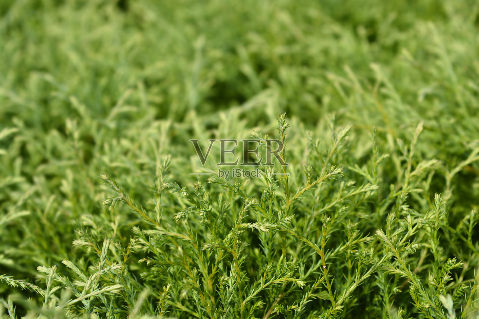 鲍林先生照片摄影图片