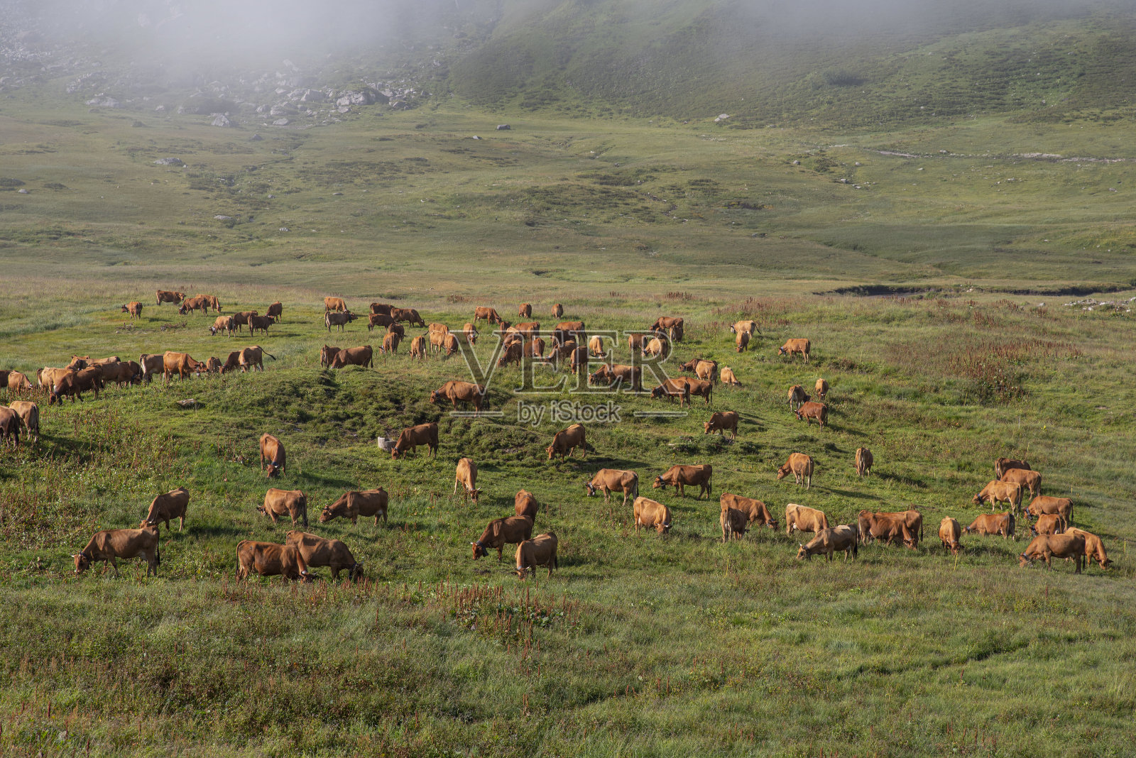 群牛照片摄影图片