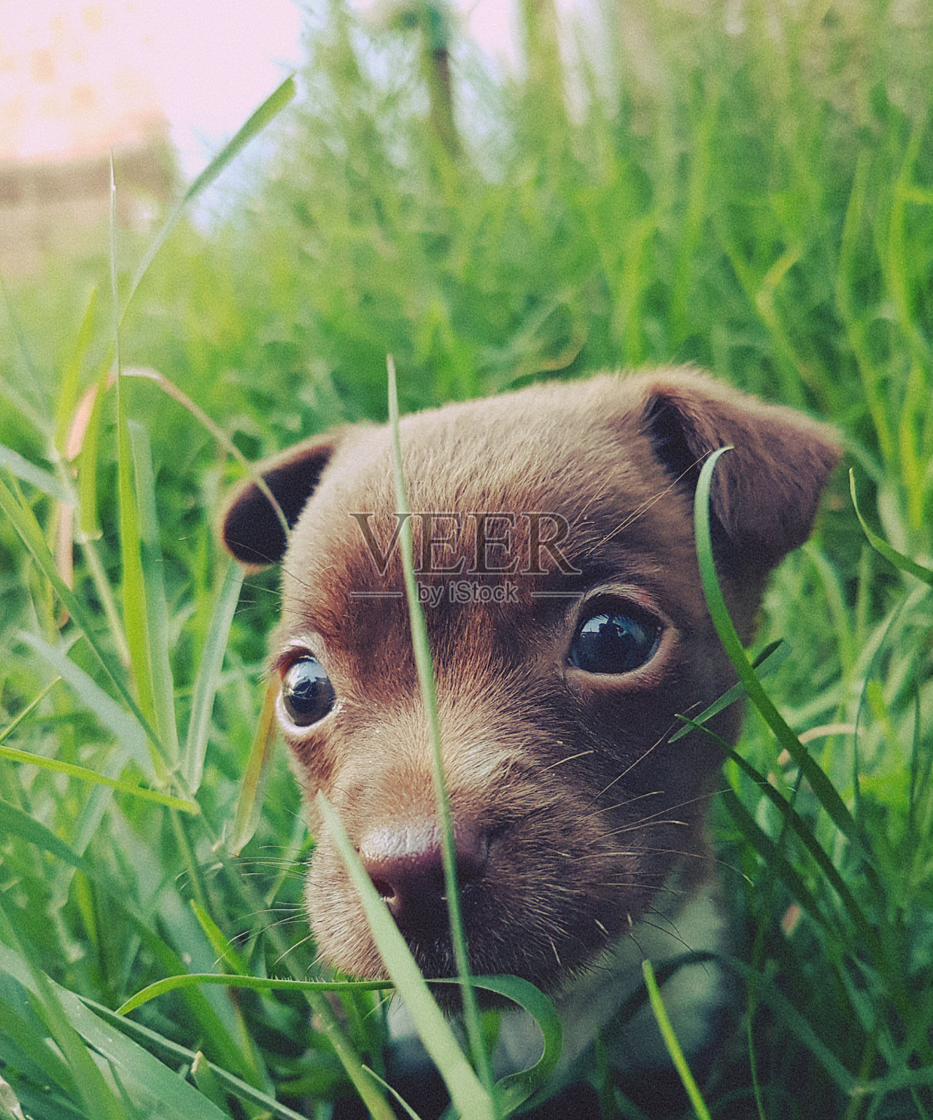 狗照片摄影图片