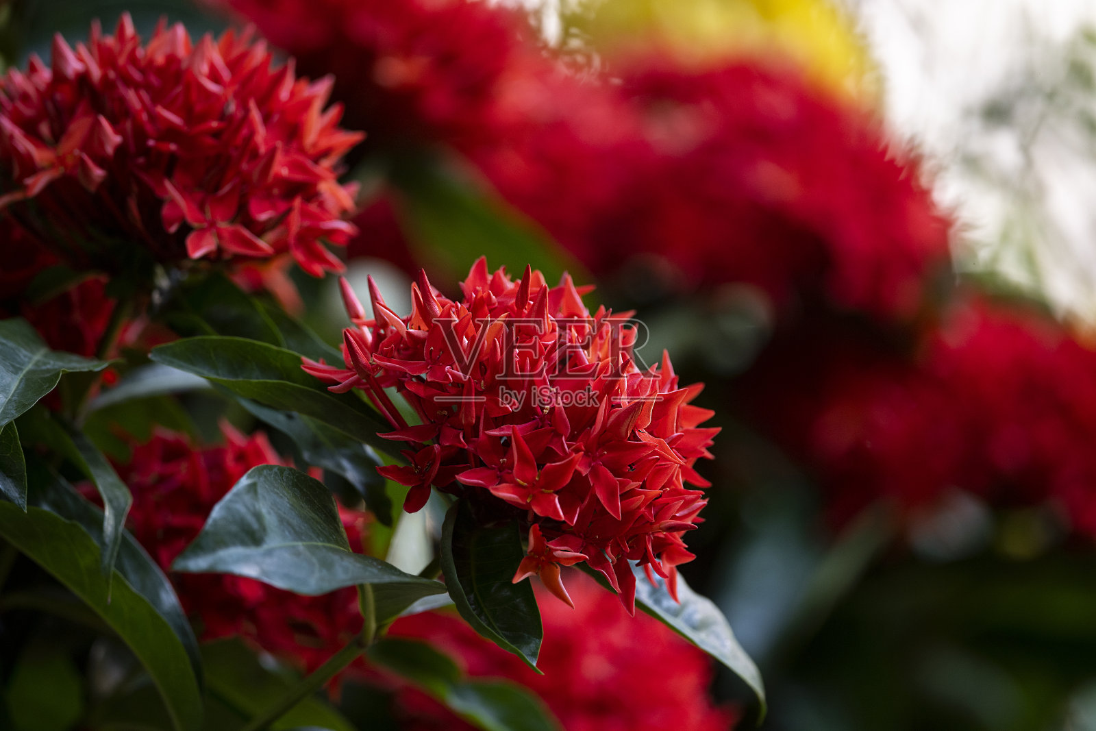 手Ixora照片摄影图片