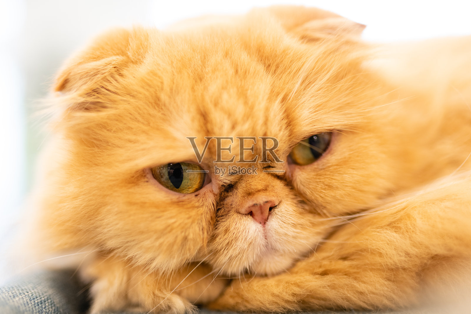 异国短毛猫的猫照片摄影图片