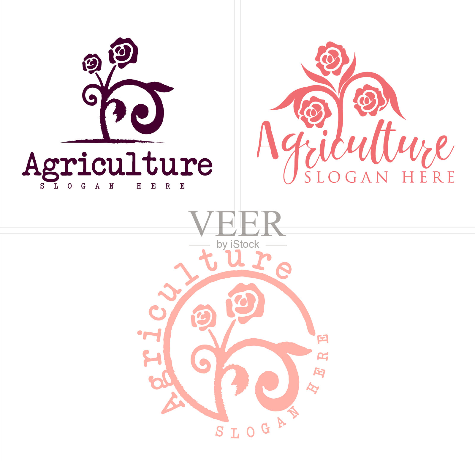 农业用玫瑰花枝植物插画图片素材