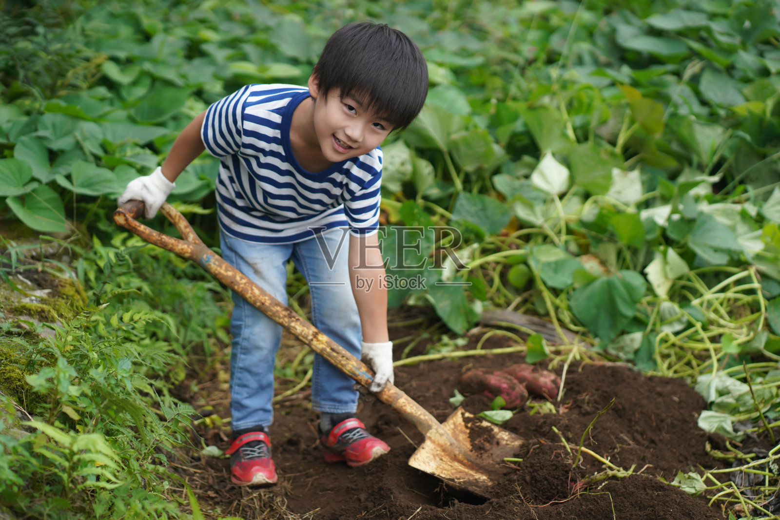 收获红薯的男孩照片摄影图片