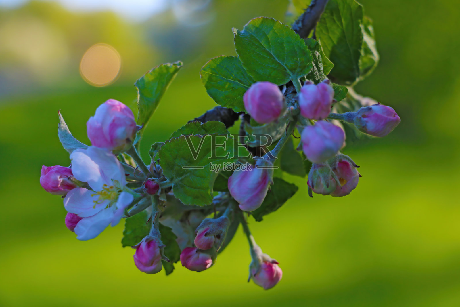 春天盛开的苹果树枝。照片摄影图片