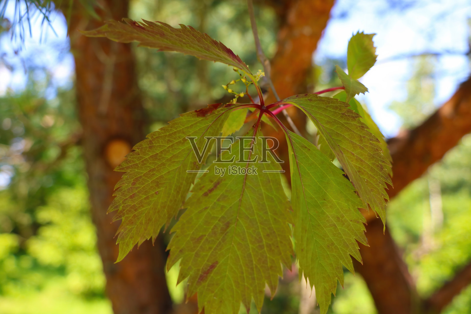 美丽的黄红色树叶在秋天的树上。照片摄影图片