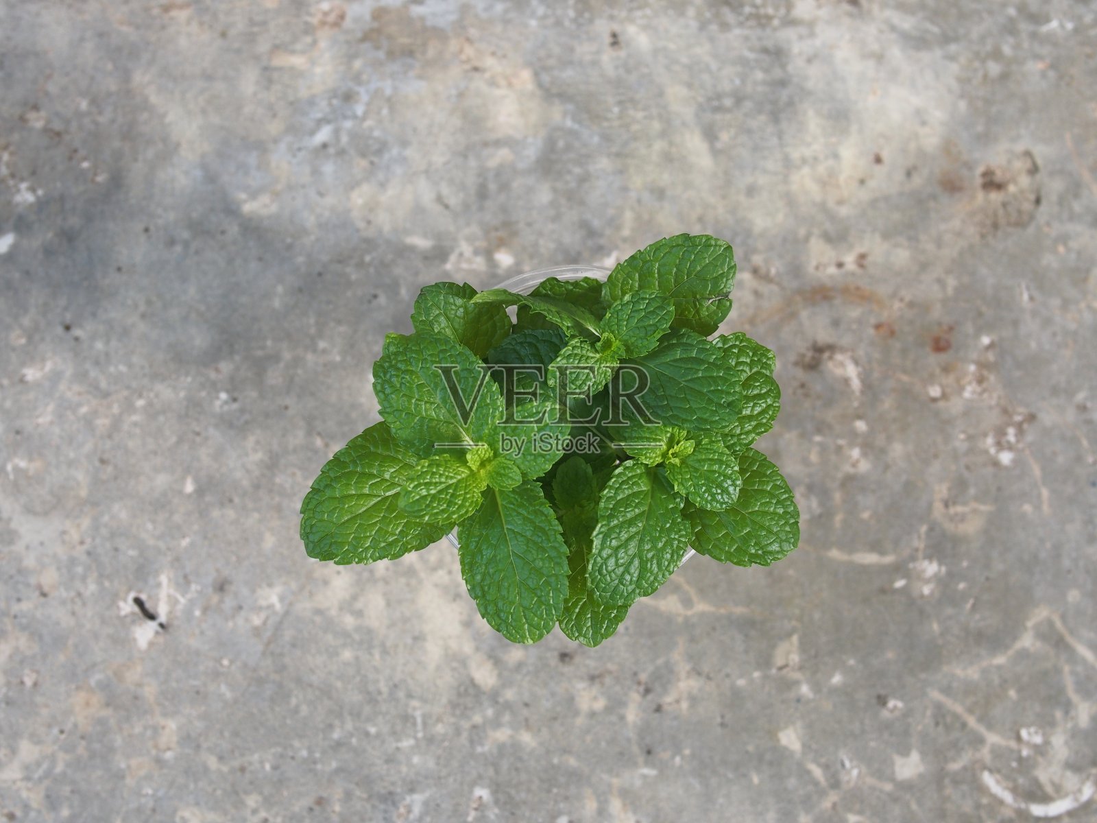 绿色的薄荷叶泡在塑料杯里照片摄影图片