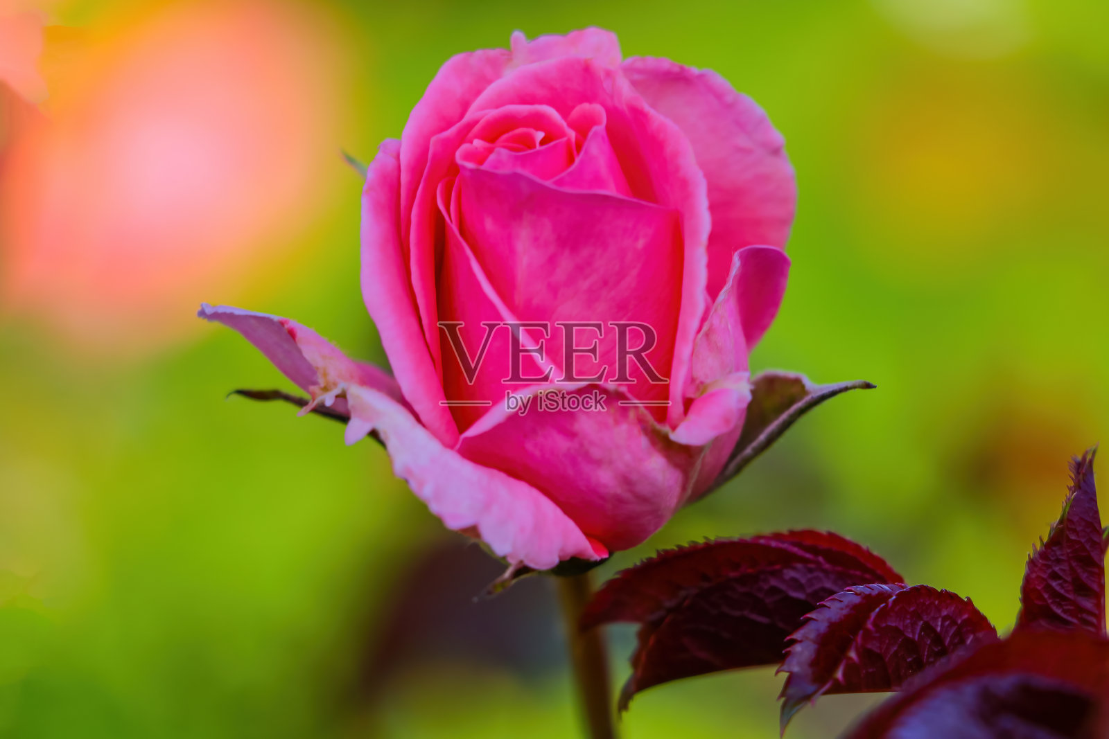 花园里盛开着美丽的玫瑰花。有选择性的重点。照片摄影图片