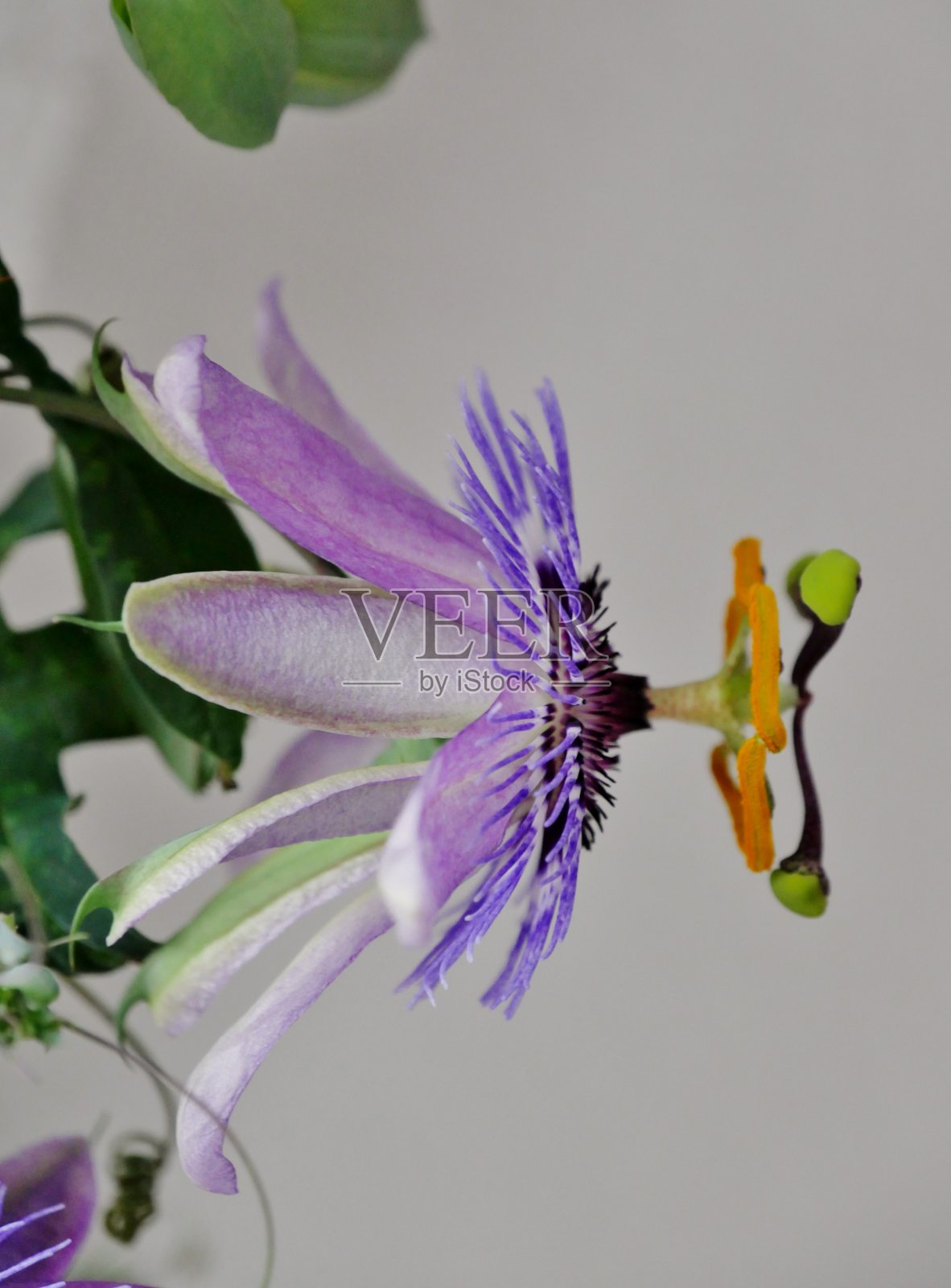 Aufgeblühte Passionsblüte照片摄影图片