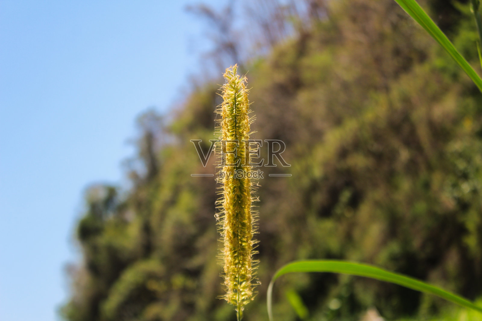 花状草很长照片摄影图片