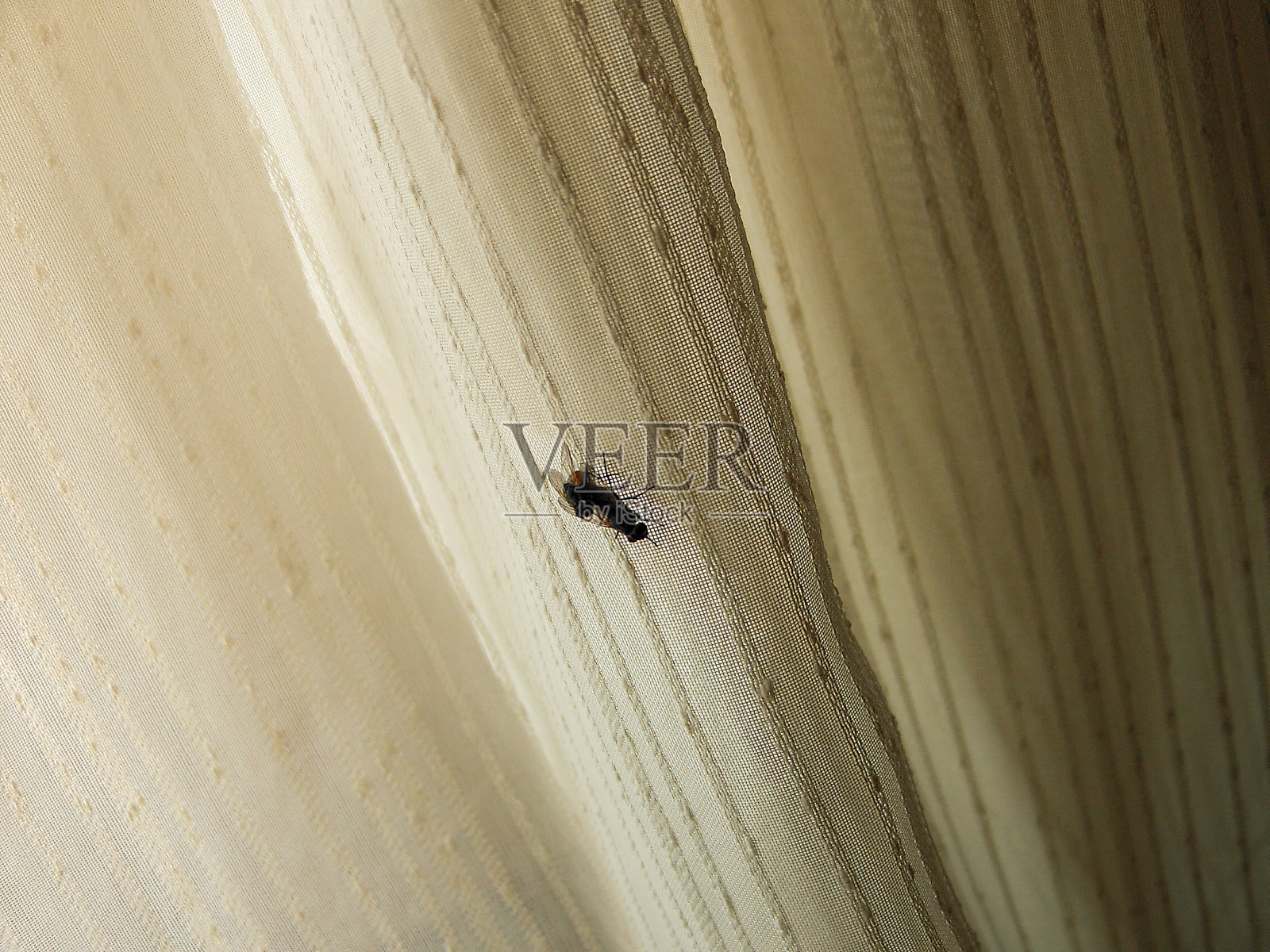 窗帘上两只苍蝇交配的场景照片摄影图片