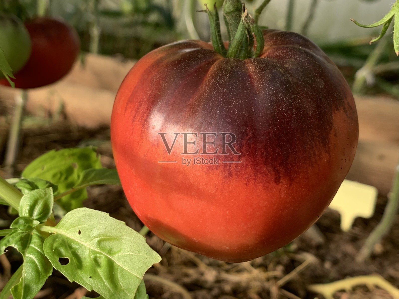 花园里种着西红柿。工厂。照片摄影图片