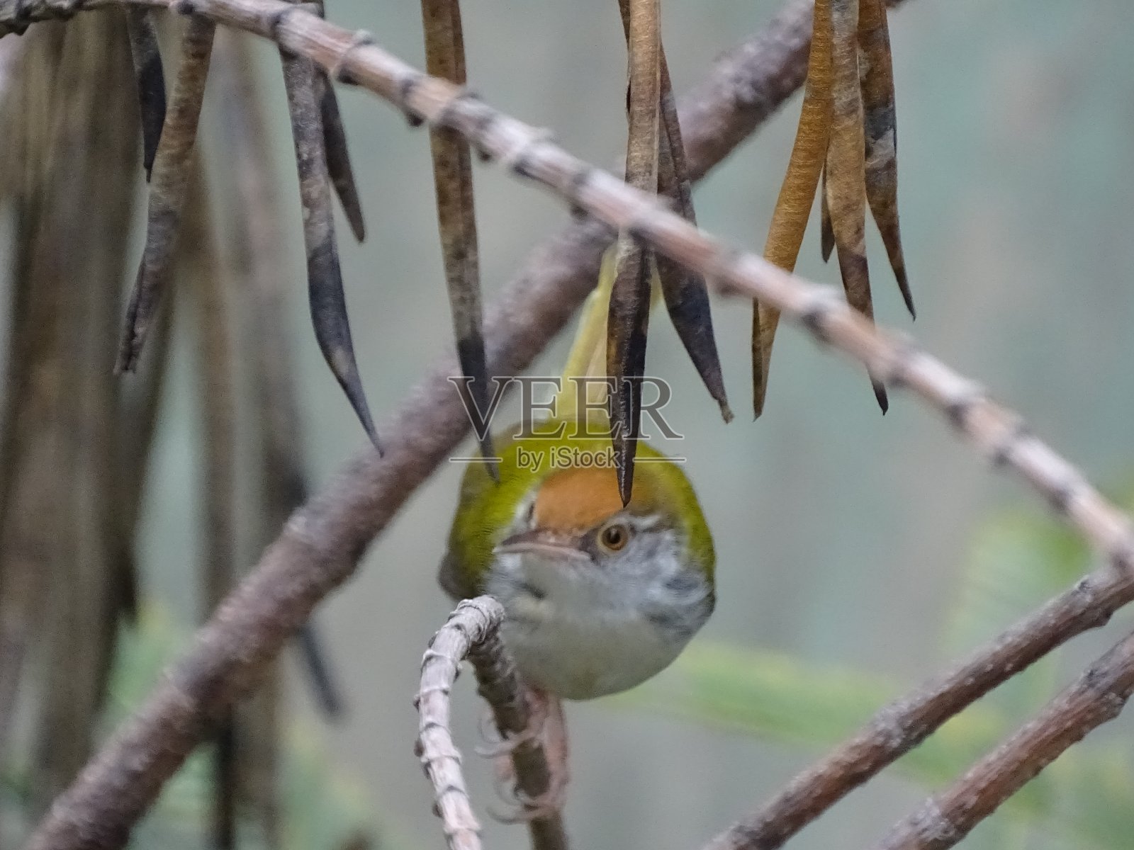 树栖动物照片摄影图片
