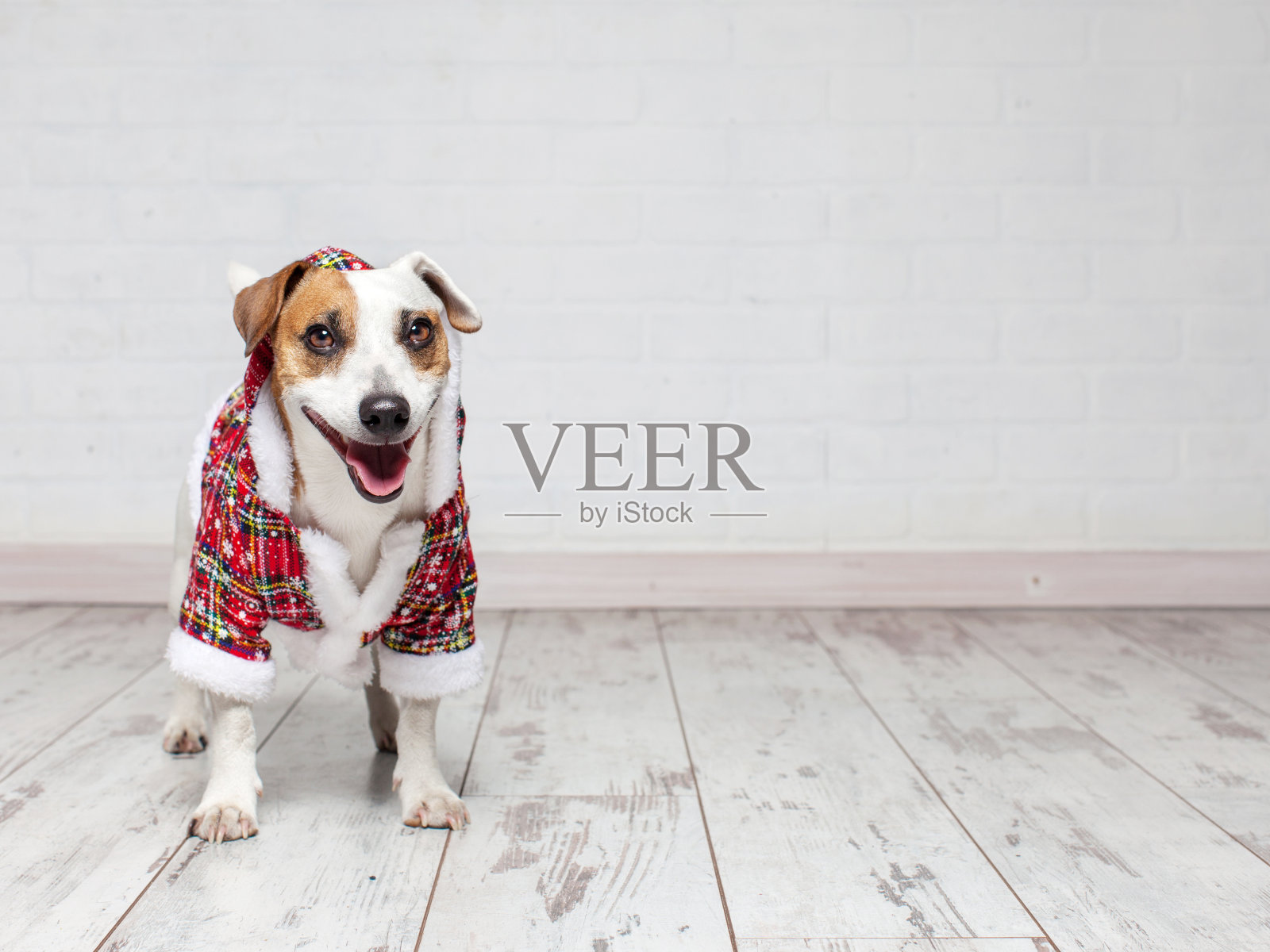 穿着圣诞服装的狗照片摄影图片