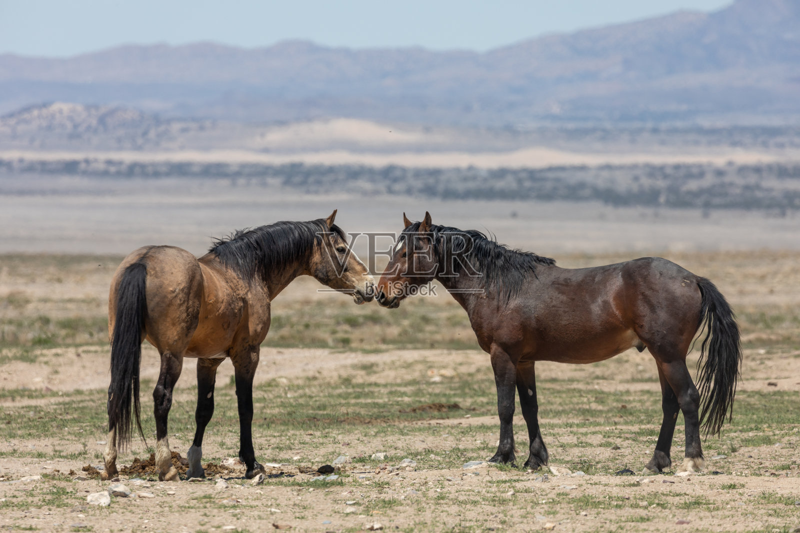 犹他州沙漠中的野马照片摄影图片