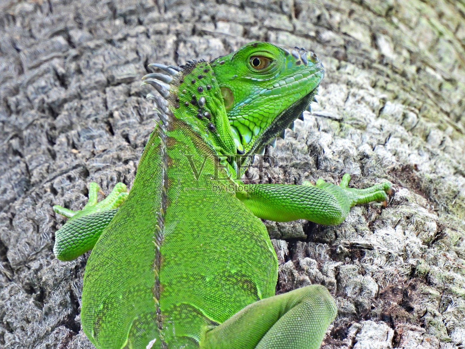 绿色鬣蜥(鬣蜥鬣蜥)在树上休息照片摄影图片