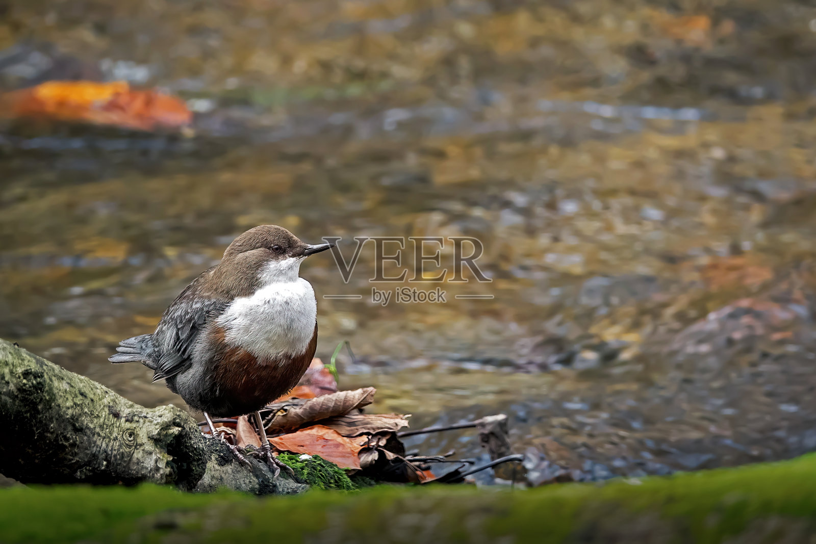 树枝上的白喉勺照片摄影图片