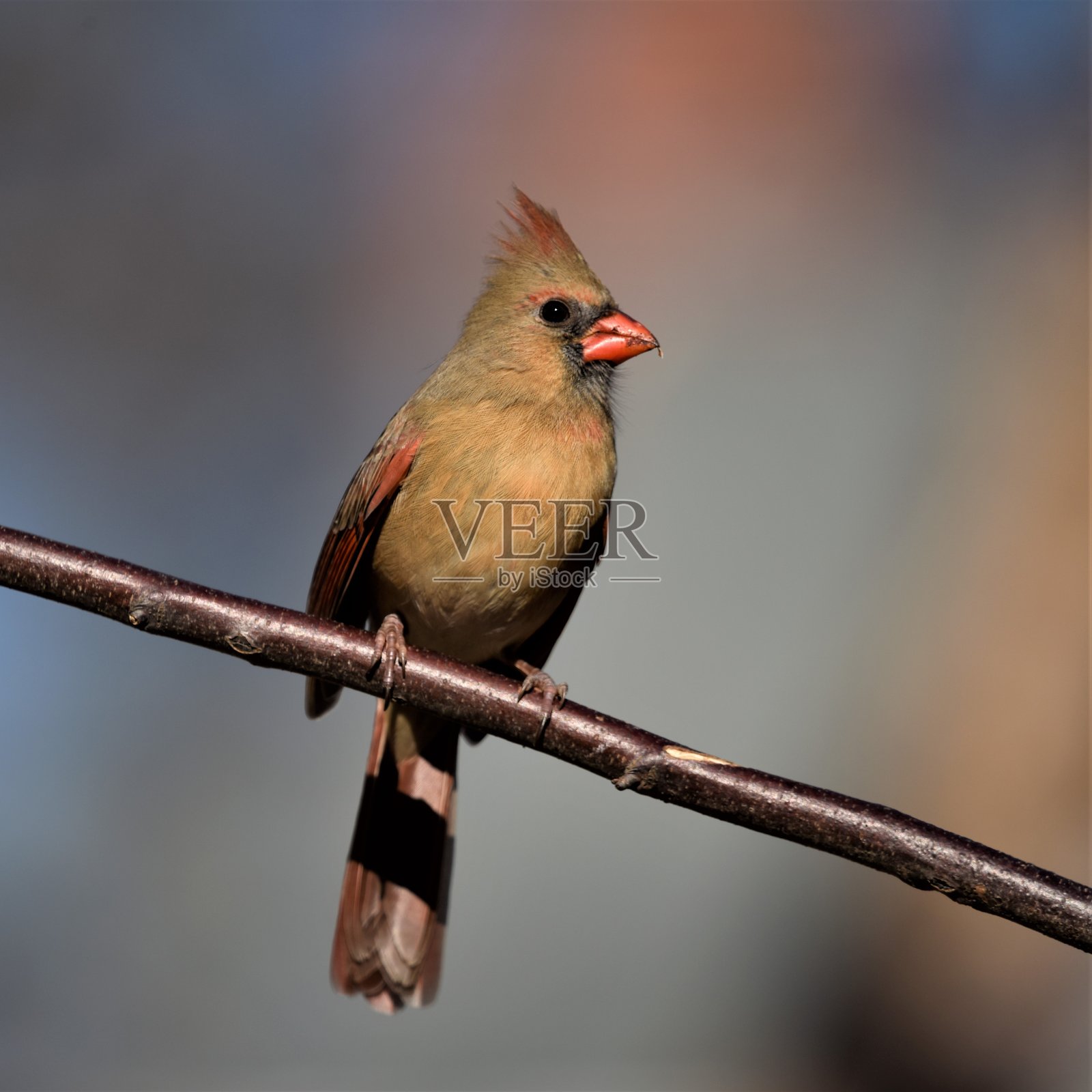 女性红衣凤头鸟栖息照片摄影图片