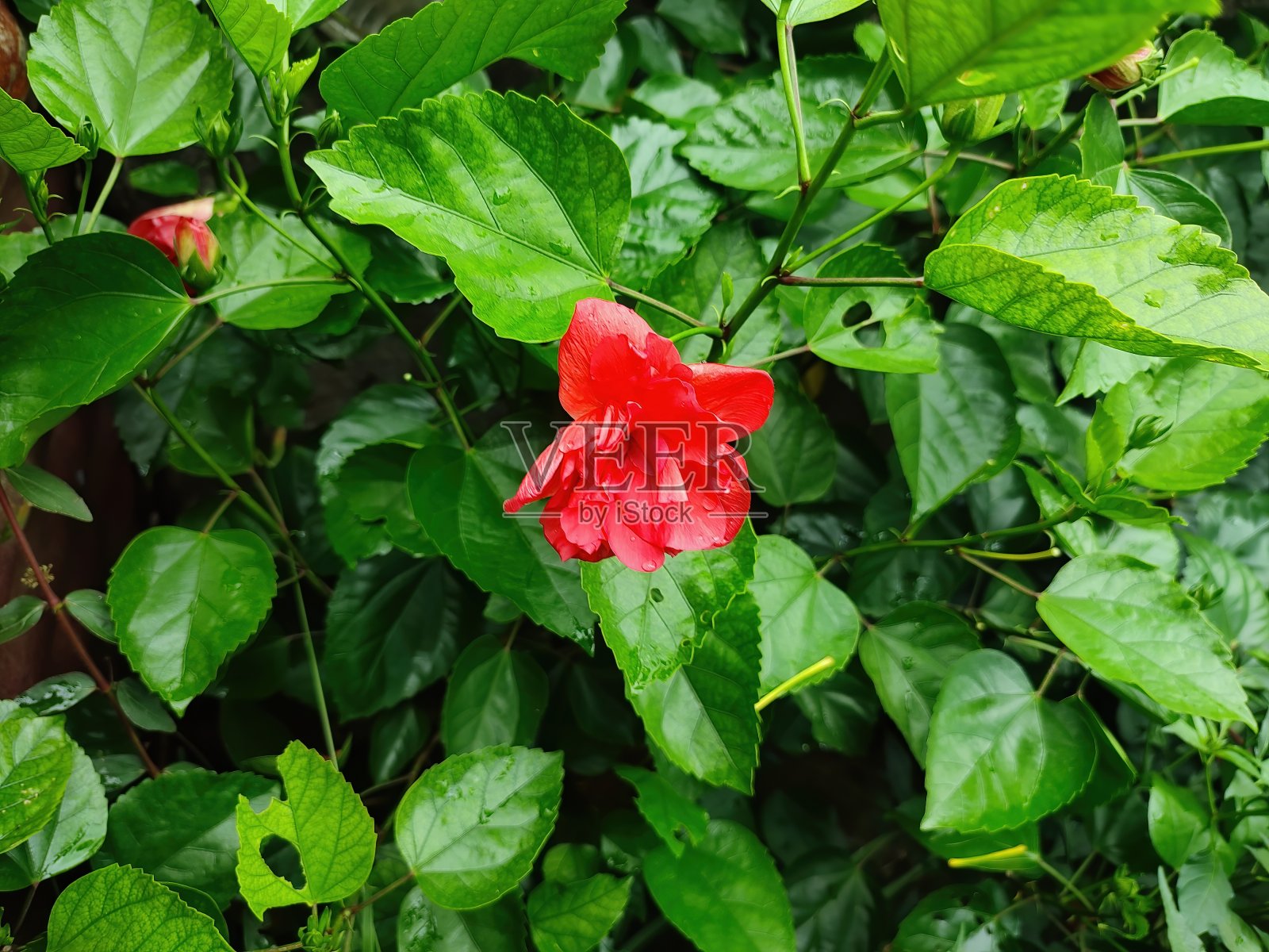 近距离观察美丽的红色芙蓉花照片摄影图片