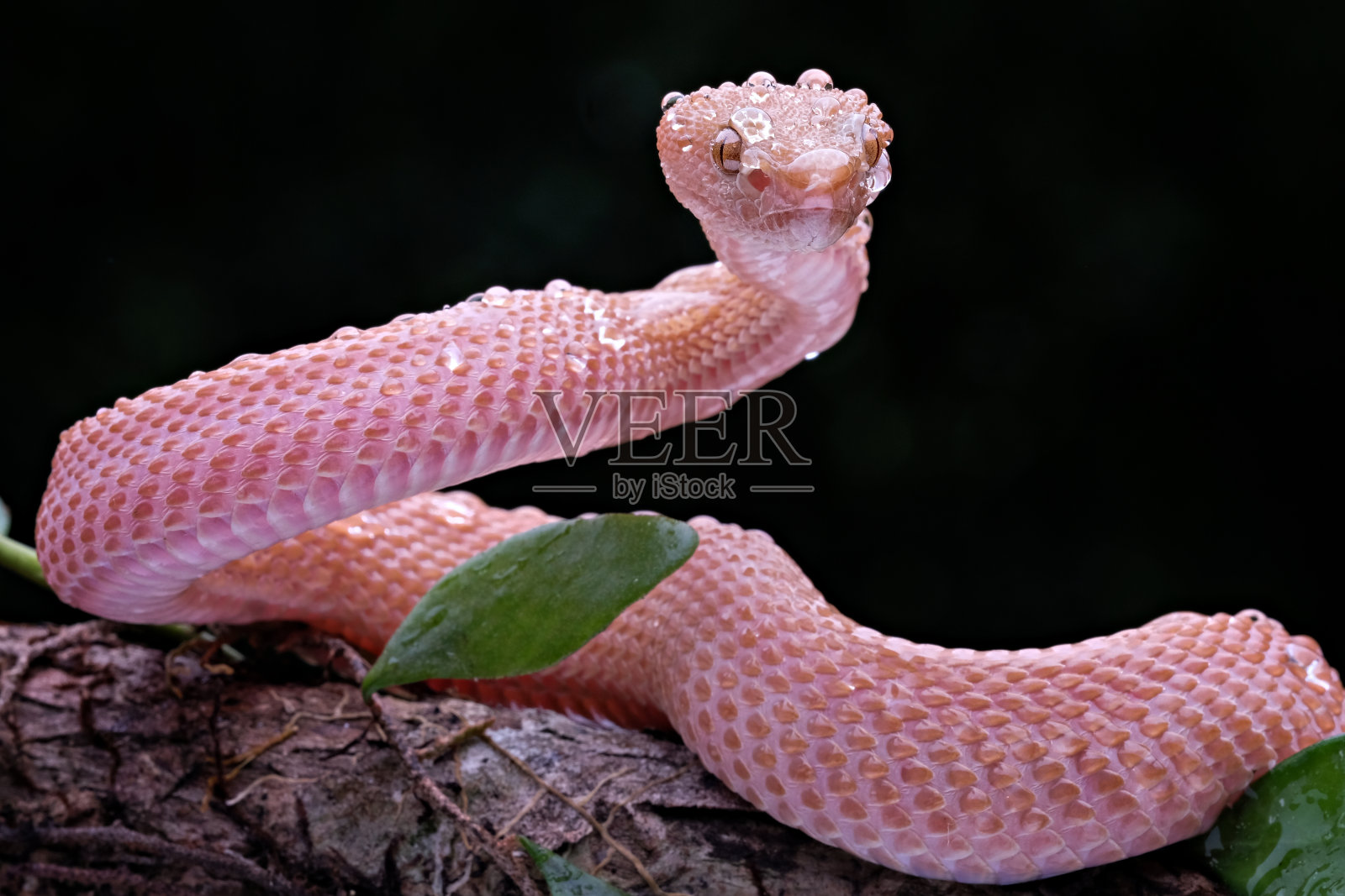 蛇照片摄影图片