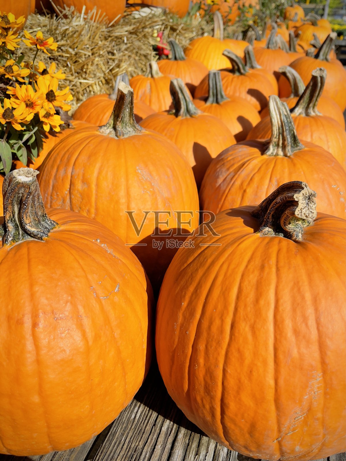 秋天的南瓜照片摄影图片