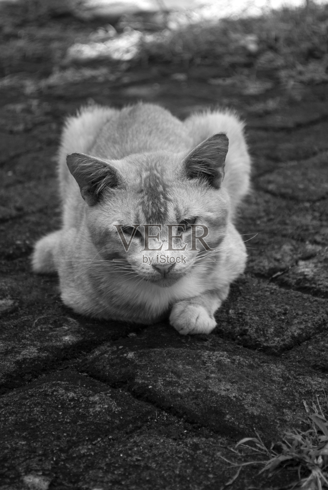 小猫什么时候会被邀请去玩绳子照片摄影图片