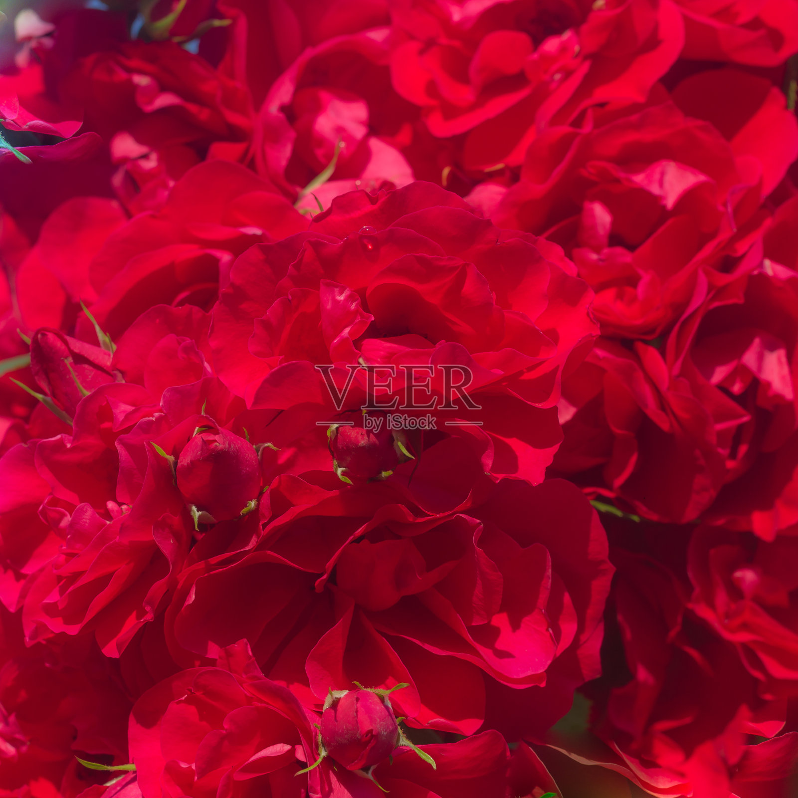 花的红色背景的花朵和花瓣的花园芬芳的玫瑰照片摄影图片