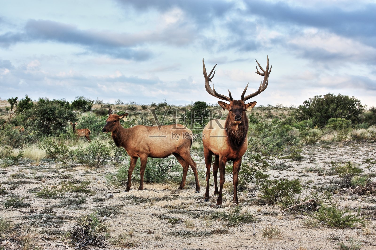 公鹿、麋鹿和母牛照片摄影图片