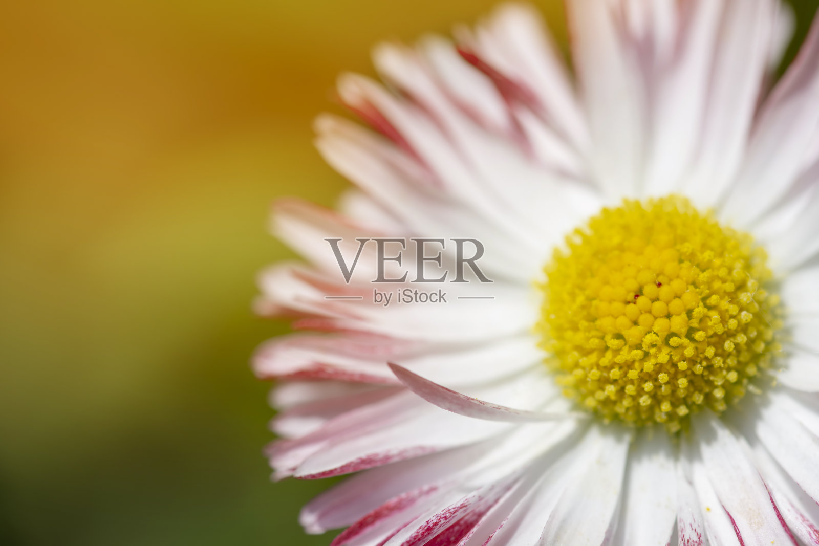 雏菊宏观在绿色阳光模糊的背景旗帜。宏观大自然春天的花朵特写照片摄影图片