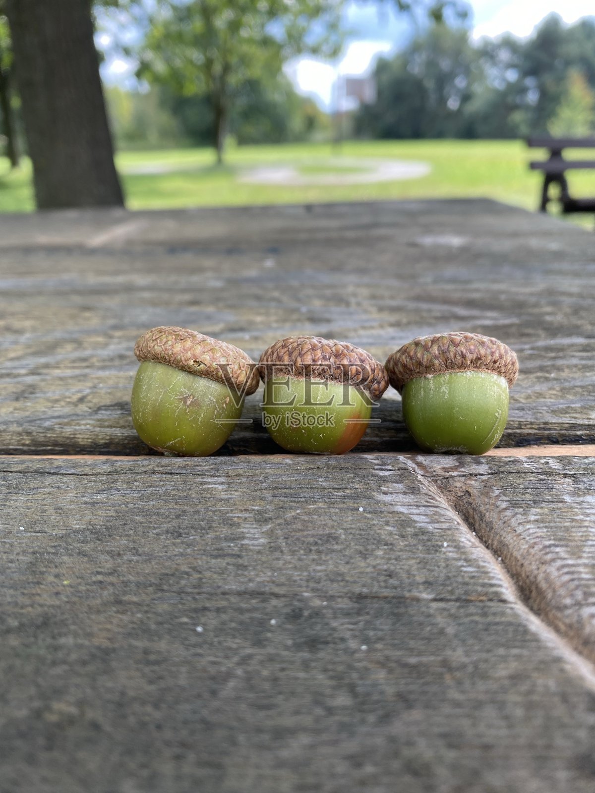 橡子照片摄影图片