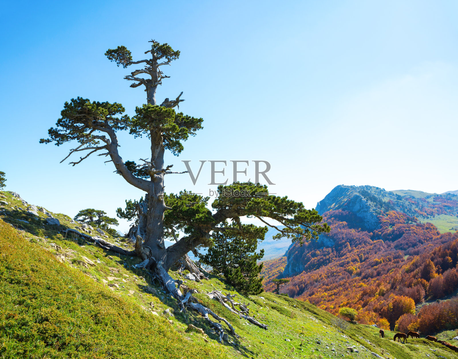 在Serra di Crispo山上的波斯尼亚松树(神的花园),波利诺国家公园,南部亚平宁山脉,意大利。照片摄影图片