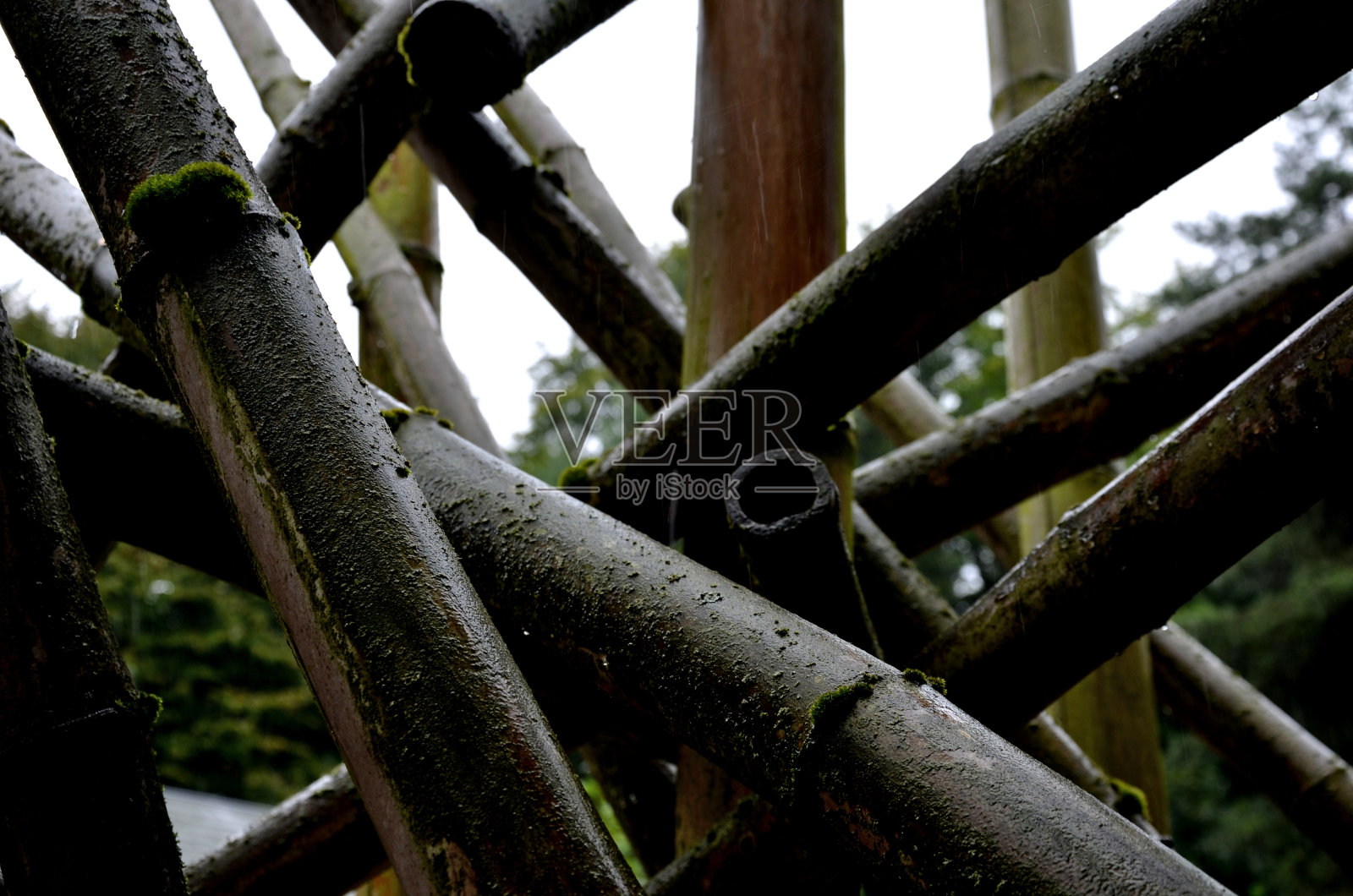 森林与竹林相互交错。潮湿的木头长满了苔藓,水从里面流出来。像蛇一样把绳子绕成螺旋状照片摄影图片