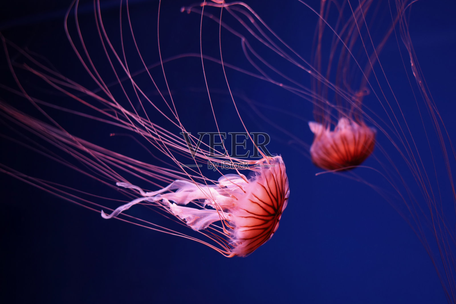 深蓝色背景上的亮粉色水母。照片摄影图片