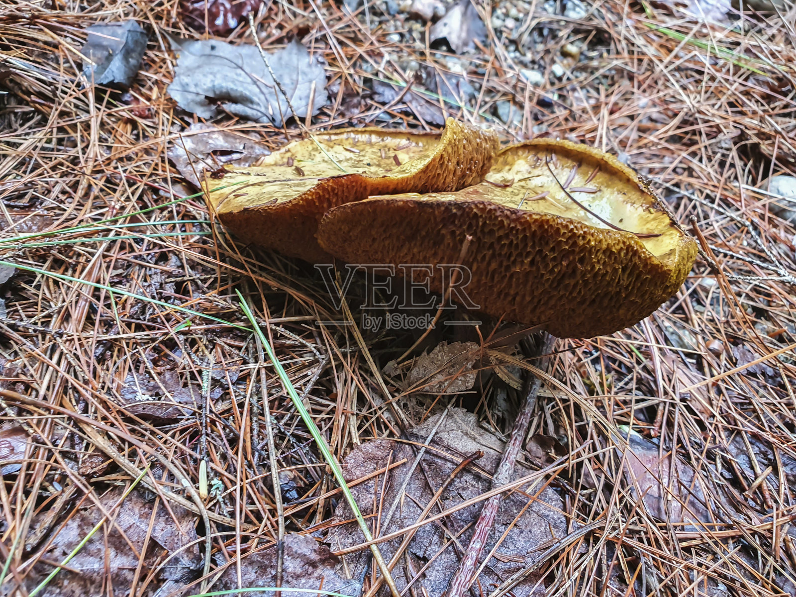 蘑菇牛肝菌照片摄影图片