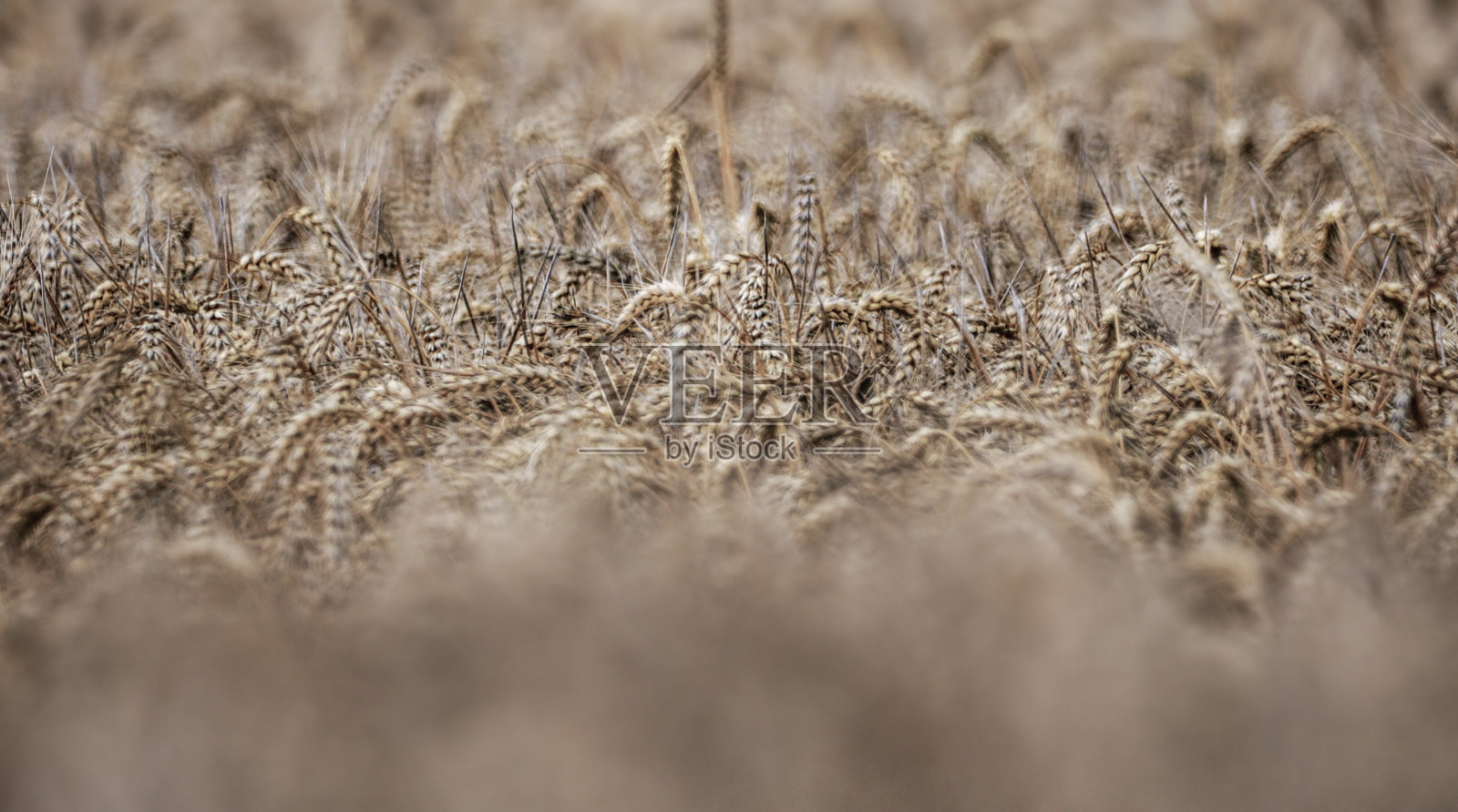 风吹在成熟的麦田里。收获期前金色小麦植株的特写。农业职业。照片摄影图片