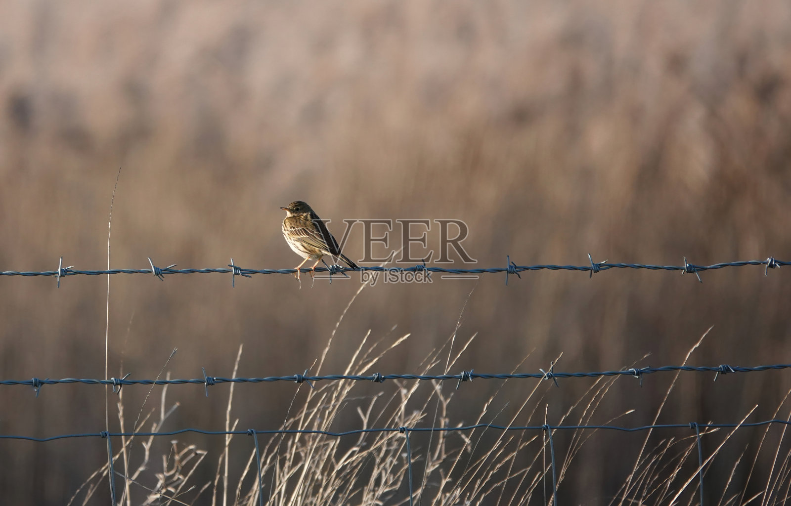 这是一个美丽的选择性聚焦镜头,草地鹨栖息在乡下的铁丝网围栏上,背景是模糊的棕色。照片摄影图片