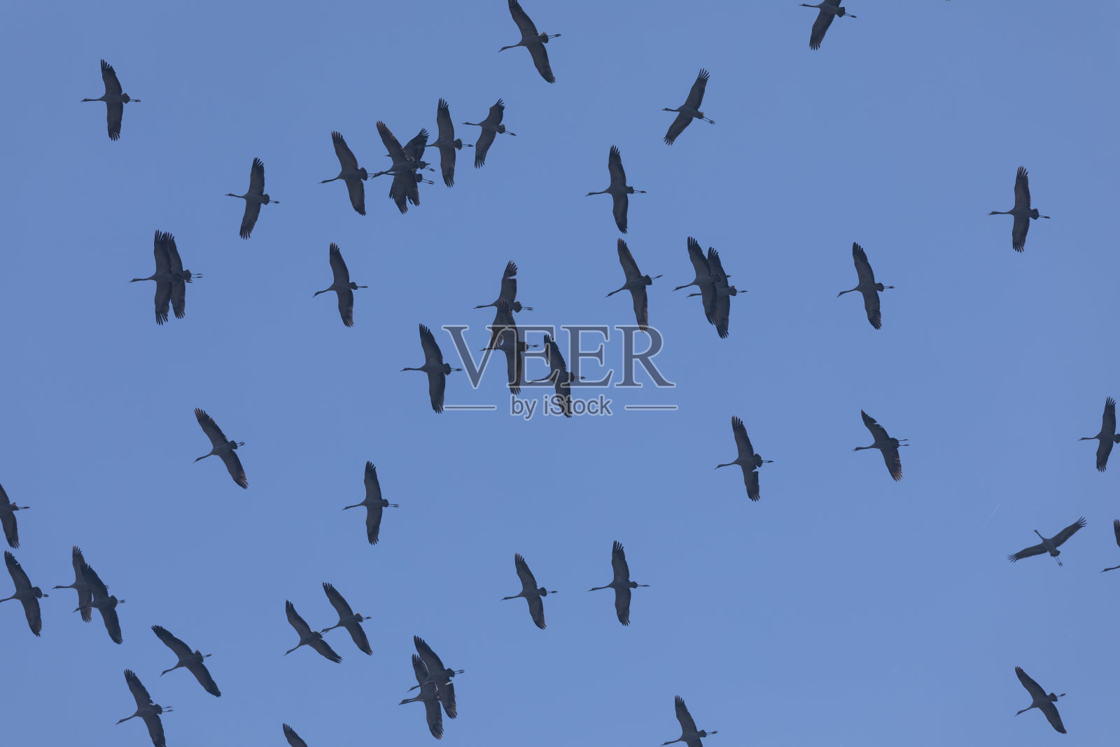 巨大的鹤正飞往西班牙南部照片摄影图片