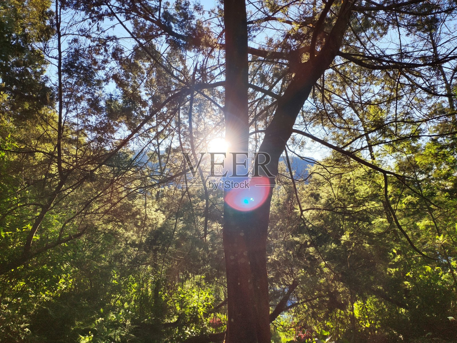 在穿山甲山上,晨光穿透的树干照片摄影图片