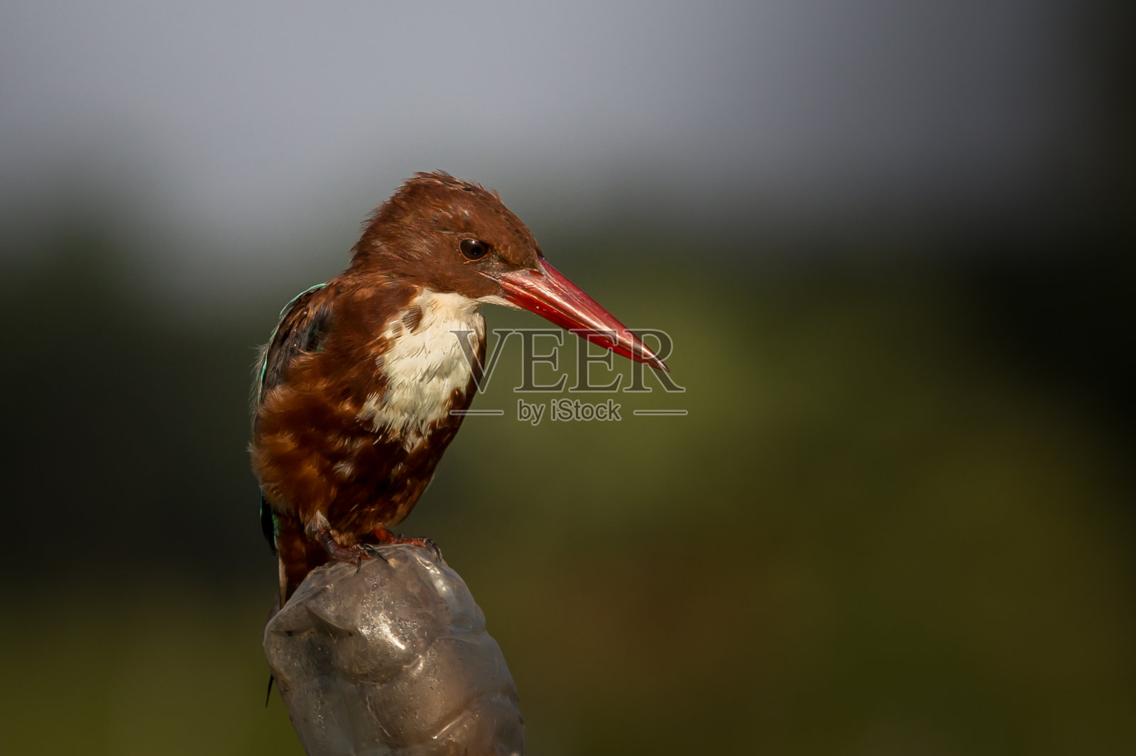 白喉翠鸟栖息在树桩上。照片摄影图片