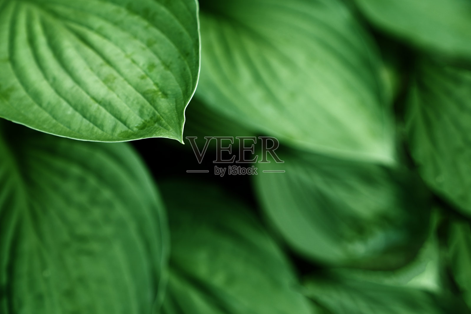 花园里的车前花。自然背景。观赏植物的绿叶照片摄影图片